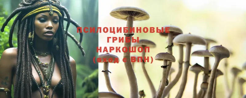 Галлюциногенные грибы Psilocybine cubensis  OMG ONION  Верея 